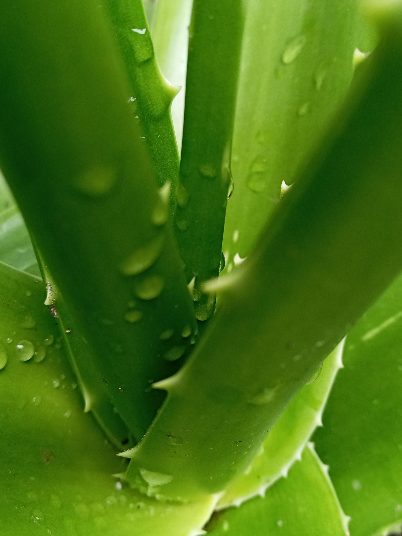 Aloe Vera